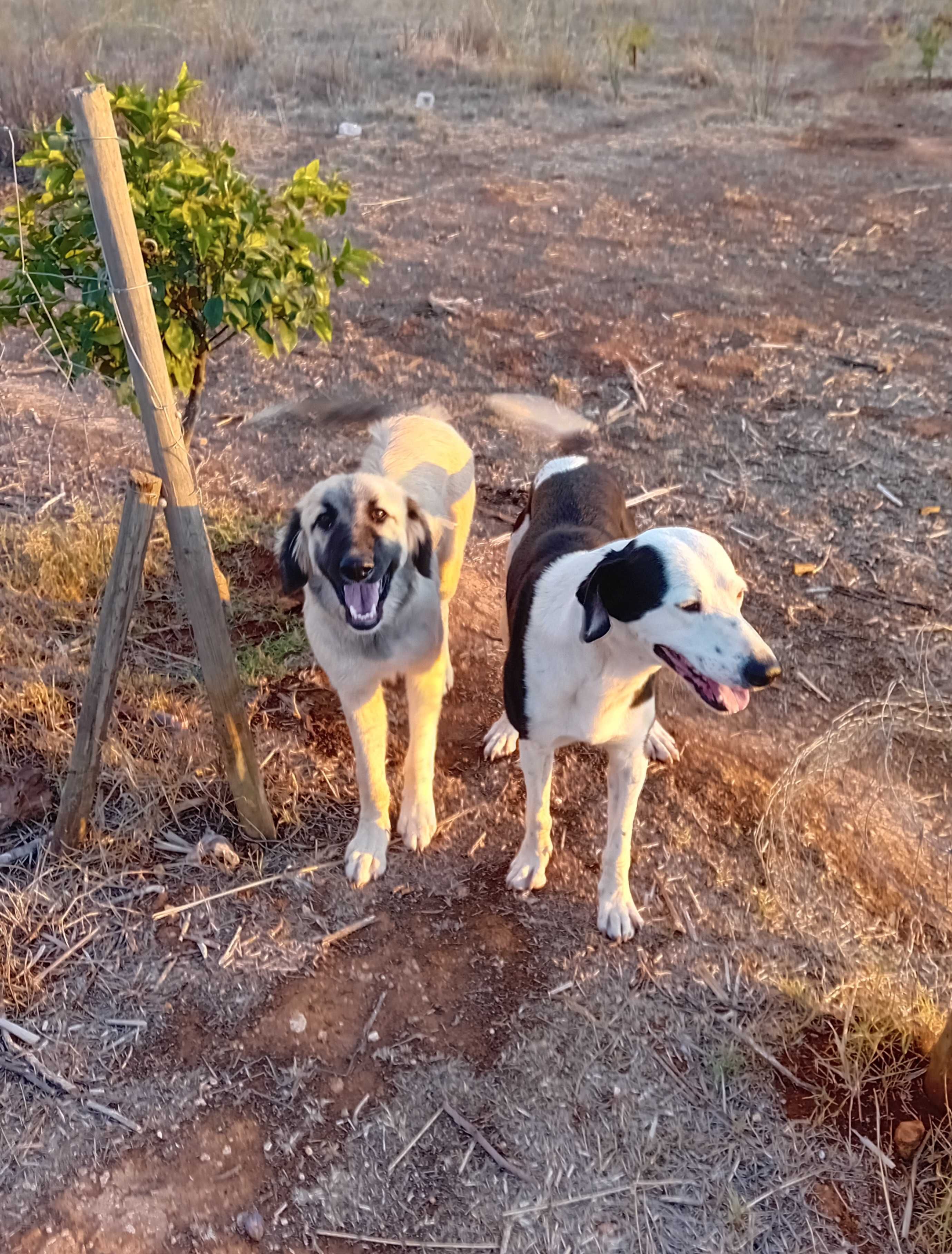 Para adopção responsável