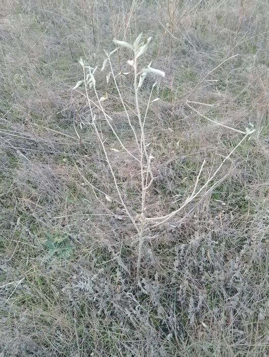 Маслина дикая,степная.