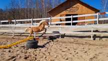 Ogier roczny rasy Haflinger Księga Główna bardzo ładny prosty