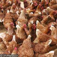 Kury NIOSKI Rossa messa Leghorn dominant i inne z własnej hodowli !