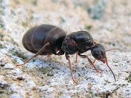 Муравьи Lasius Niger
(Чёрный садовый муравей)