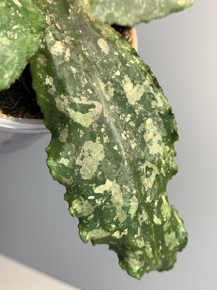 Хойя Undulata Hoya
