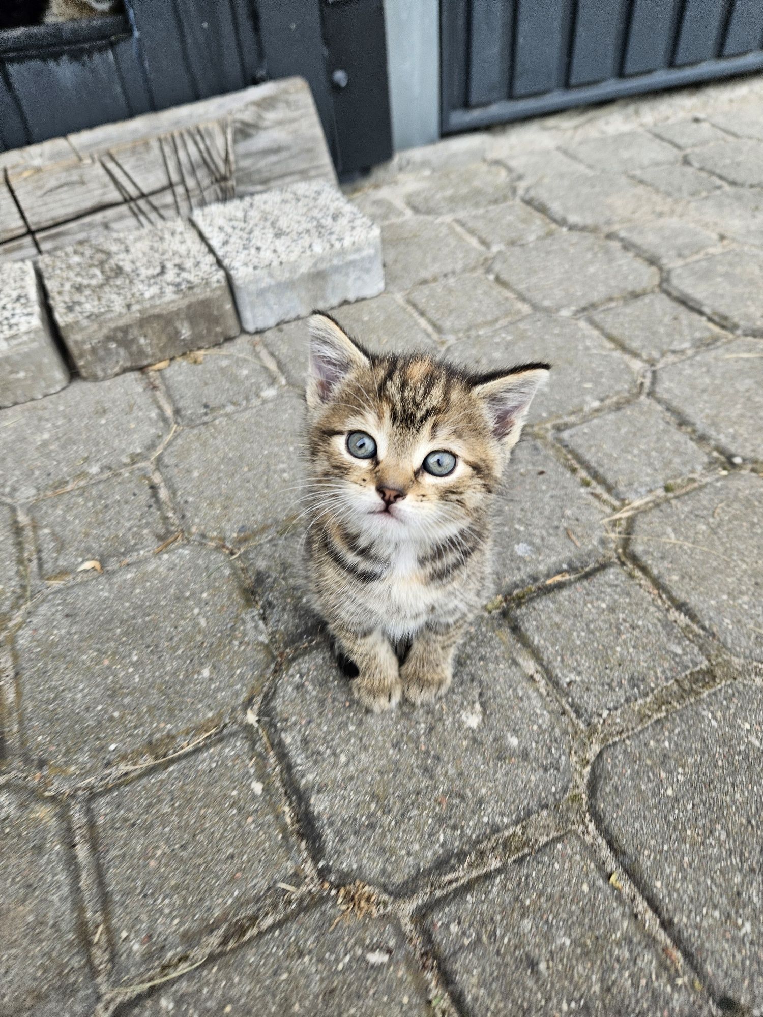 Mała kotka do adopcji