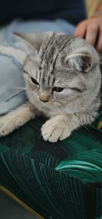 Brytyjski kociak