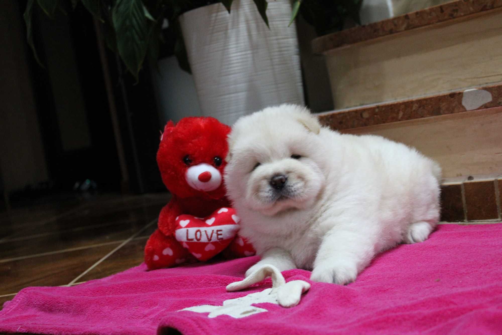 Piesek chow-chow