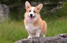 Welsh Corgi Pembroke