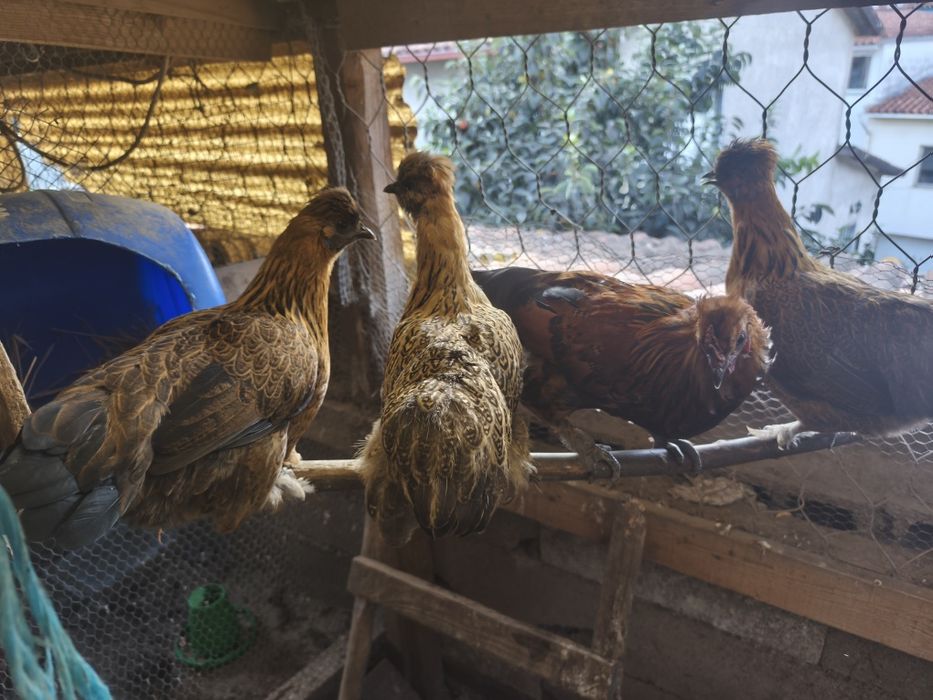 Vendo Coquichas cruzadas