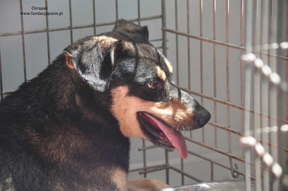 Chrapek - szuka kochającego domku