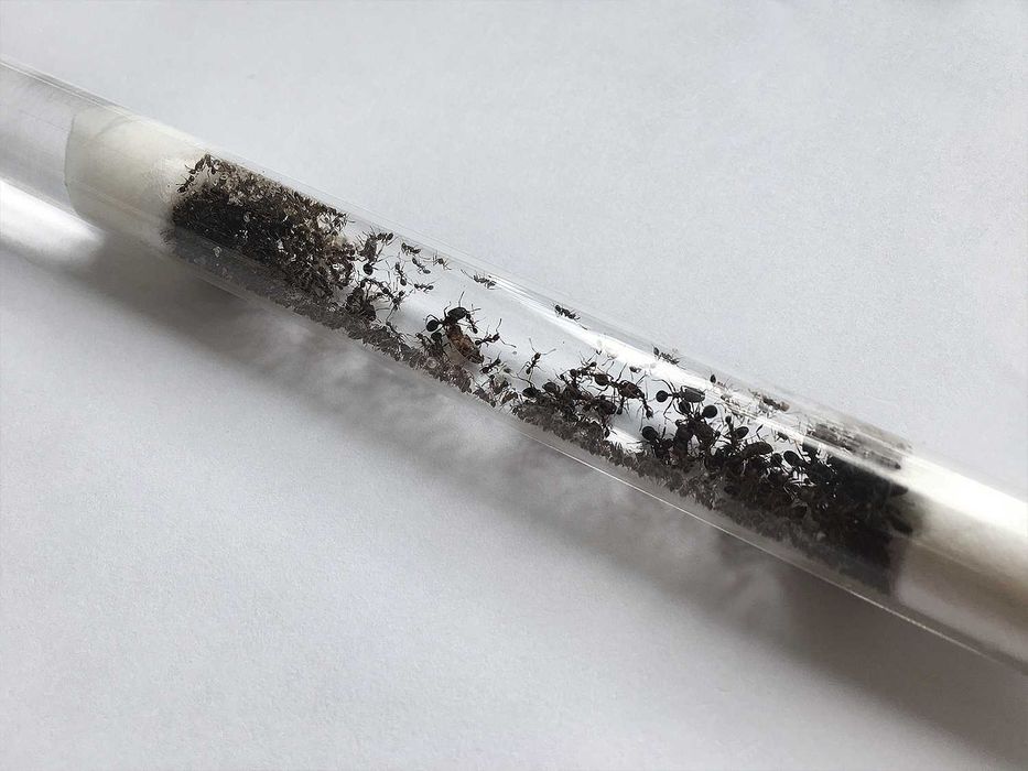 ВЕЛИКІ колонії 60+ робітників, Жнеці, Messor Structor, Мурахи