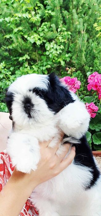 Wyjątkowej urody dziewczynka ZKWP /FCI/