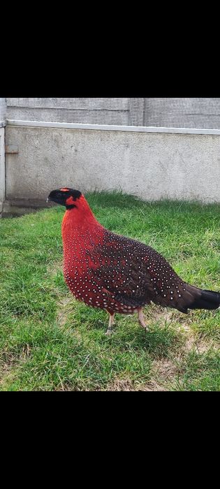 Sprzedam dorosle Tragopany Satyry