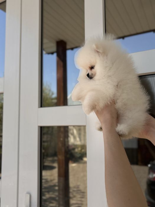 шикарна дівчинка шоу класу