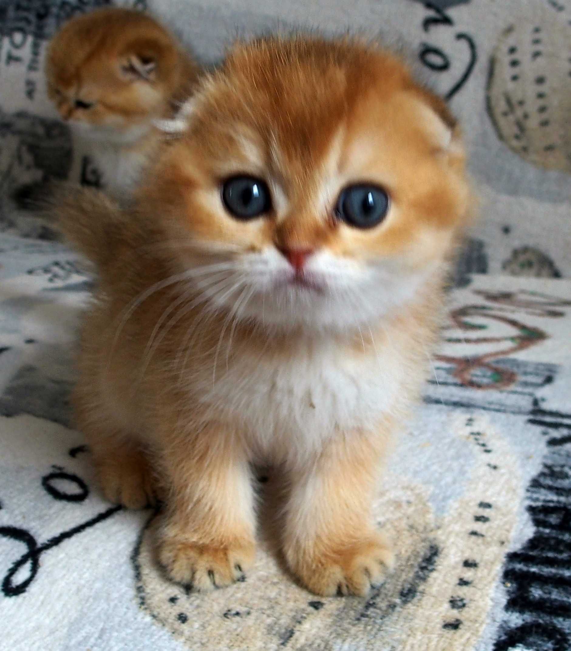 Kotka Szkocki Zwisłouchy PZF. WCF Scottish Fold Złota Szynszyla