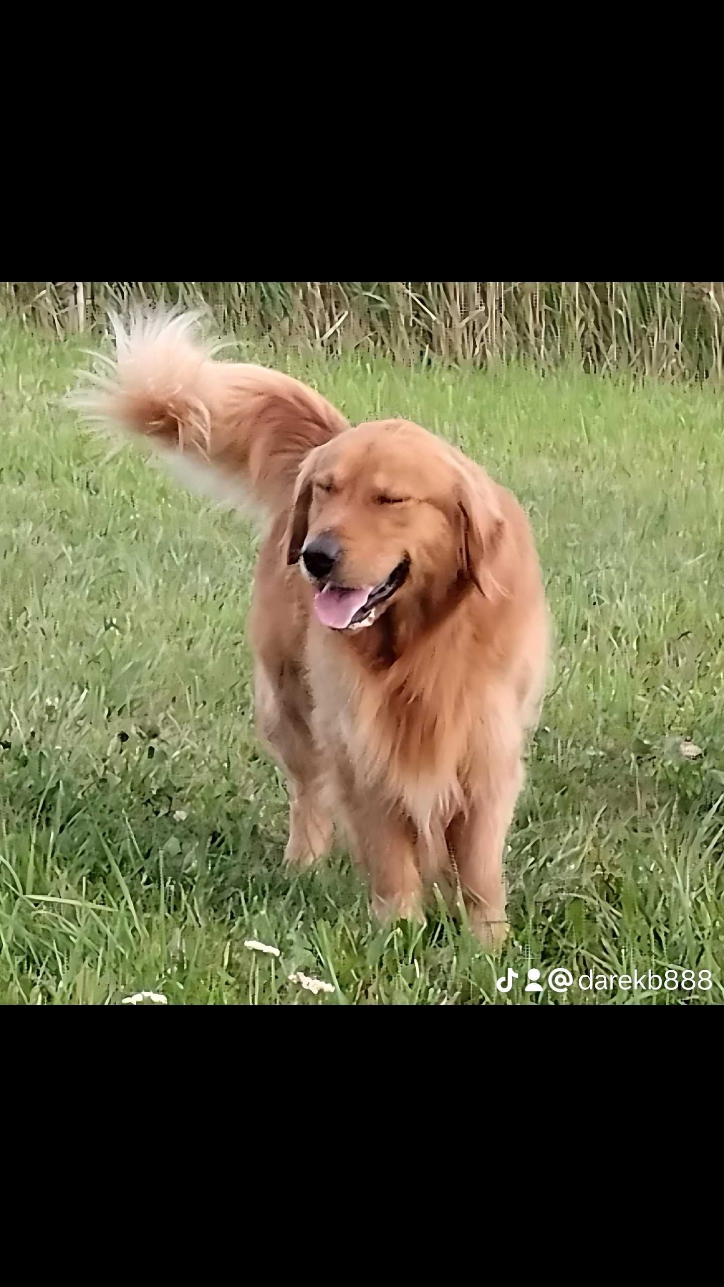 Golden Retriever szczeniak chłopak