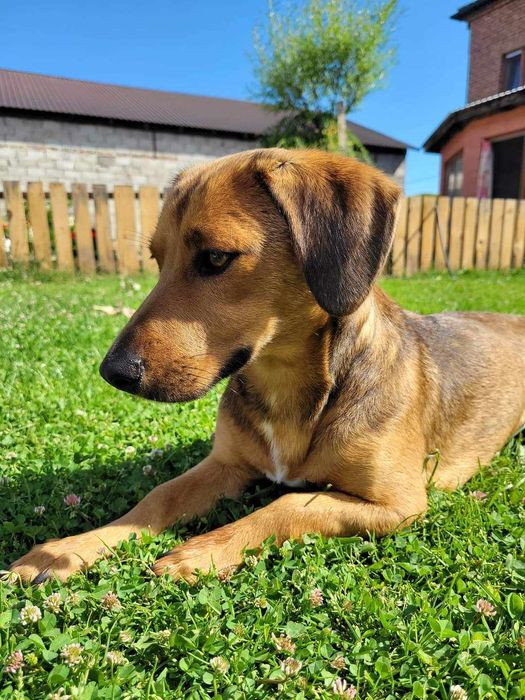 Młoda cudowna sunia kochająca ludzi szuka PILNIE dobrego domku