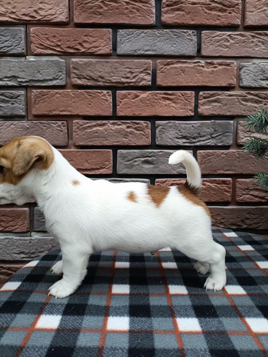 Цуценята Джек- Рассел-Тер'єр шукаємо хорошу родину