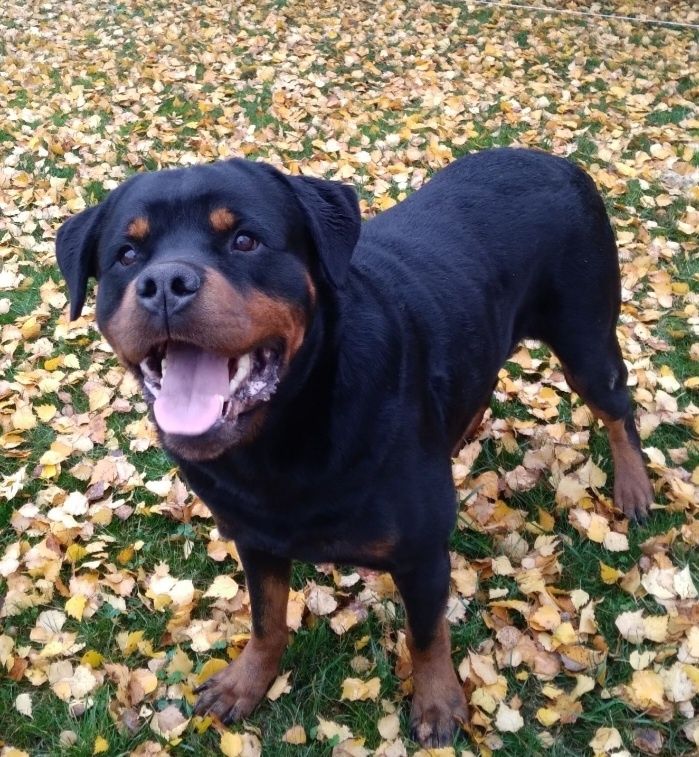 Rottweiler super charakter