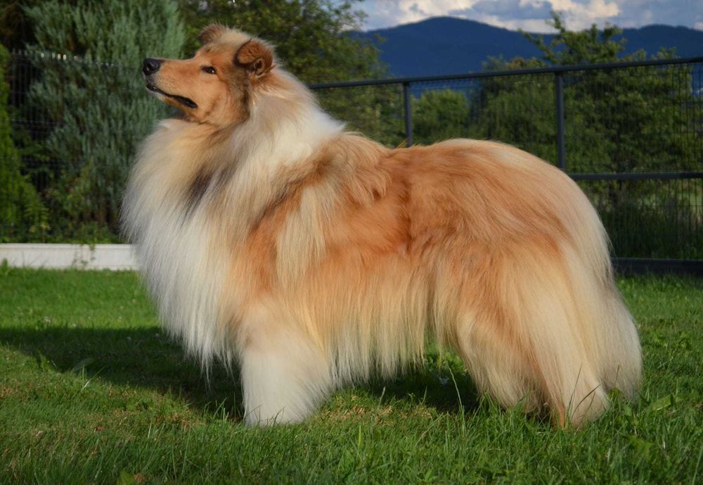 Owczarek Szkocki Długowłosy Collie