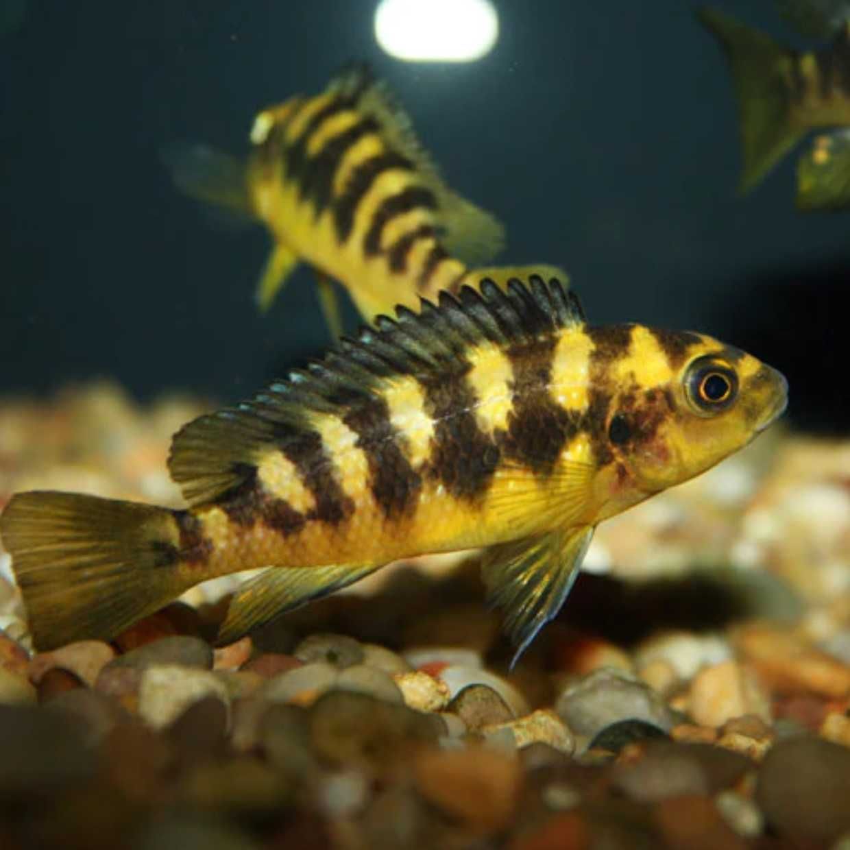 Pyszczak szerszeń - Pseudotropheus crabro - dowóz, wysyłka