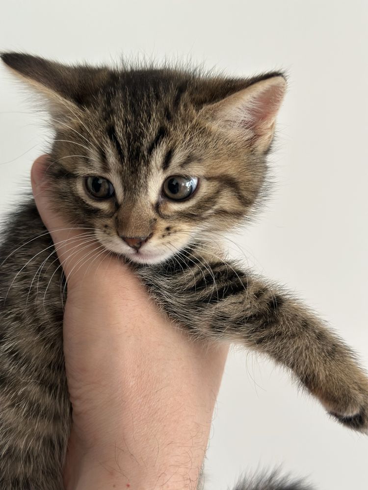 Котята кошенята в добрые руки