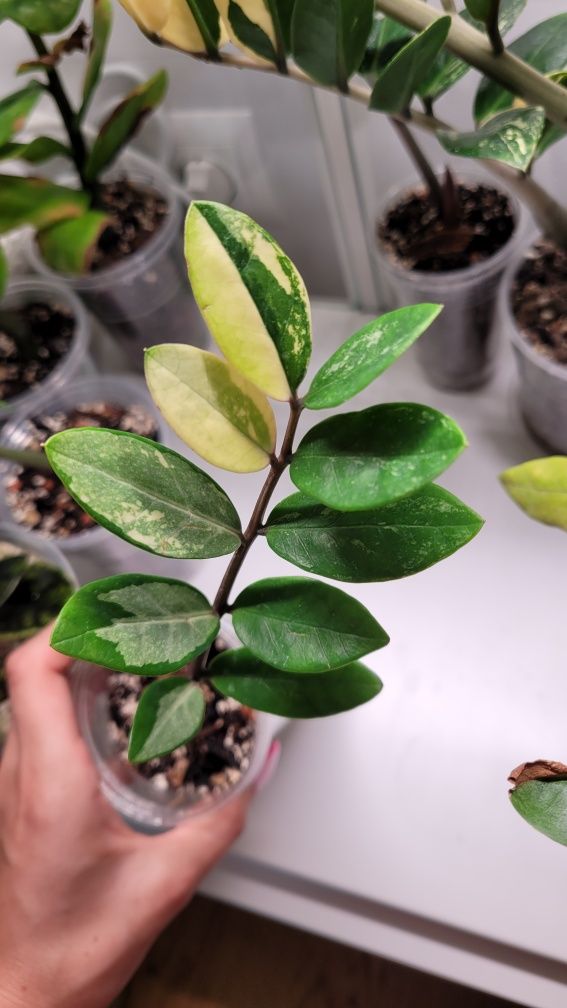 Zamioculcas / Zamiokulkas variegata