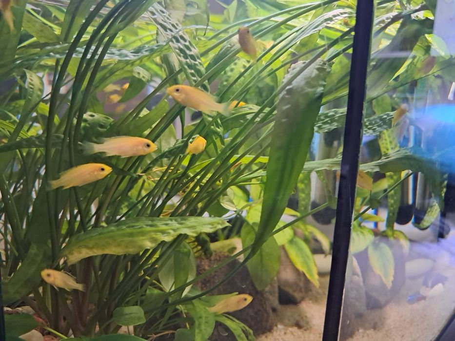 Pyszczaki Labidochromis caeruleus yellow Malawi