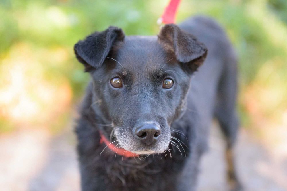 Badu: wierny, nakolankowy towarzysz