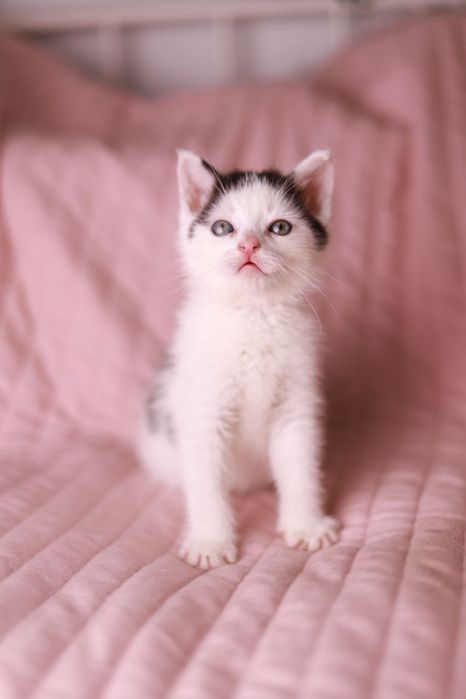 Spokojny, przytulaśny kociak poleca się do adopcji