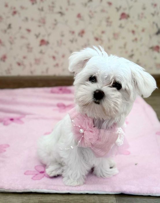 найкраща дівчинка міні мальтезе КСУ