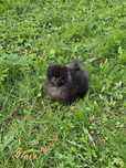 Szpic Miniaturowy (Pomeranian) mini czarna suczka
