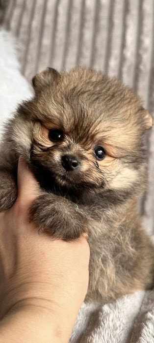 Spitz anão. Lulu da Pomerânia Mini.   LOP e Afixo.. Mini. Perfeito!