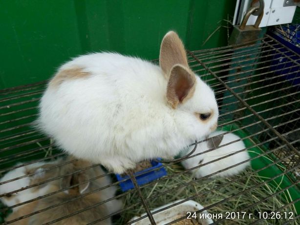 Кролики суперкарликовые