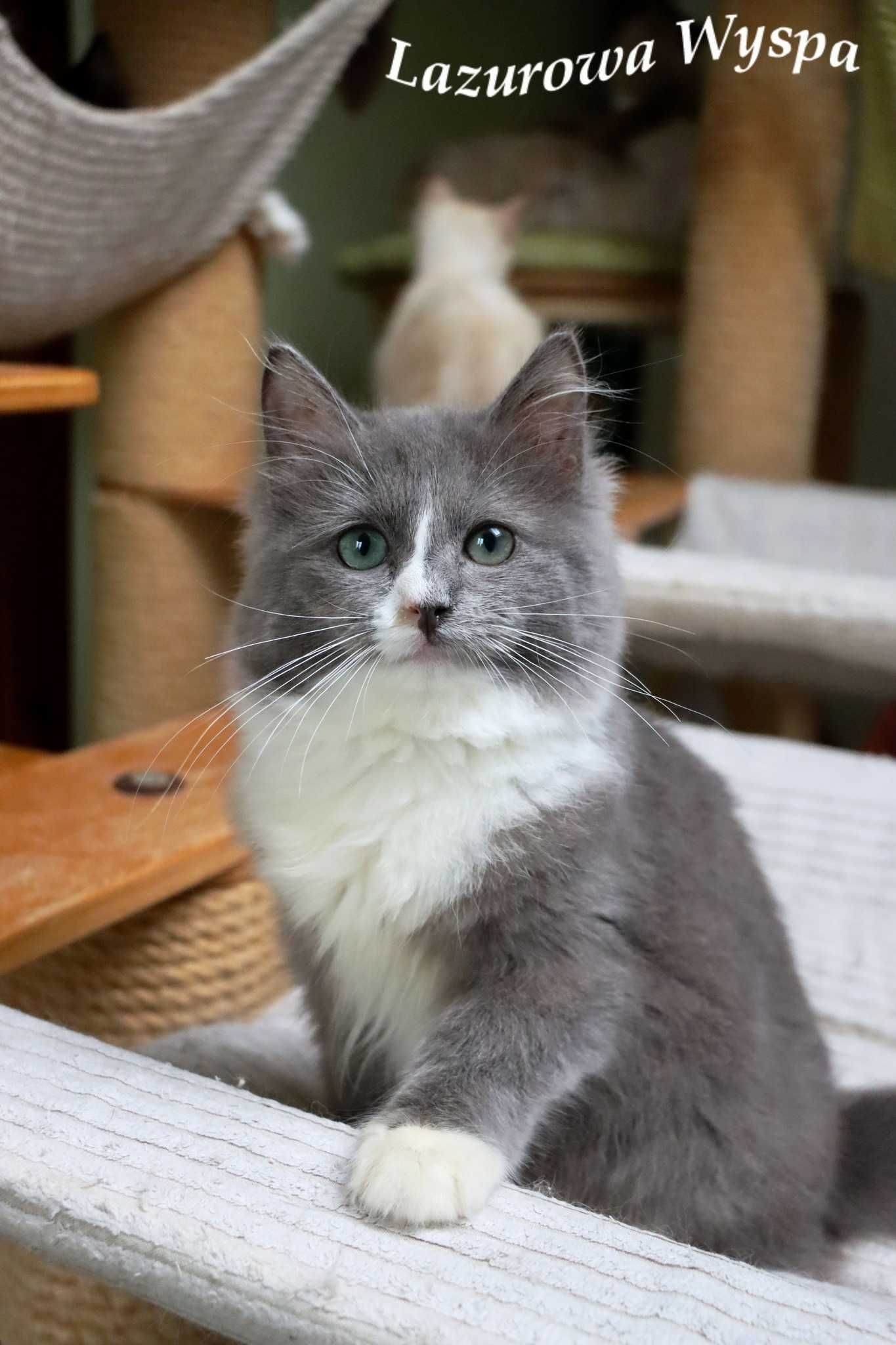 Major Ragdoll mink/solid z Lazurowej Wyspy.