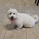 Coton de Tulear suczka  szczeniak FCI