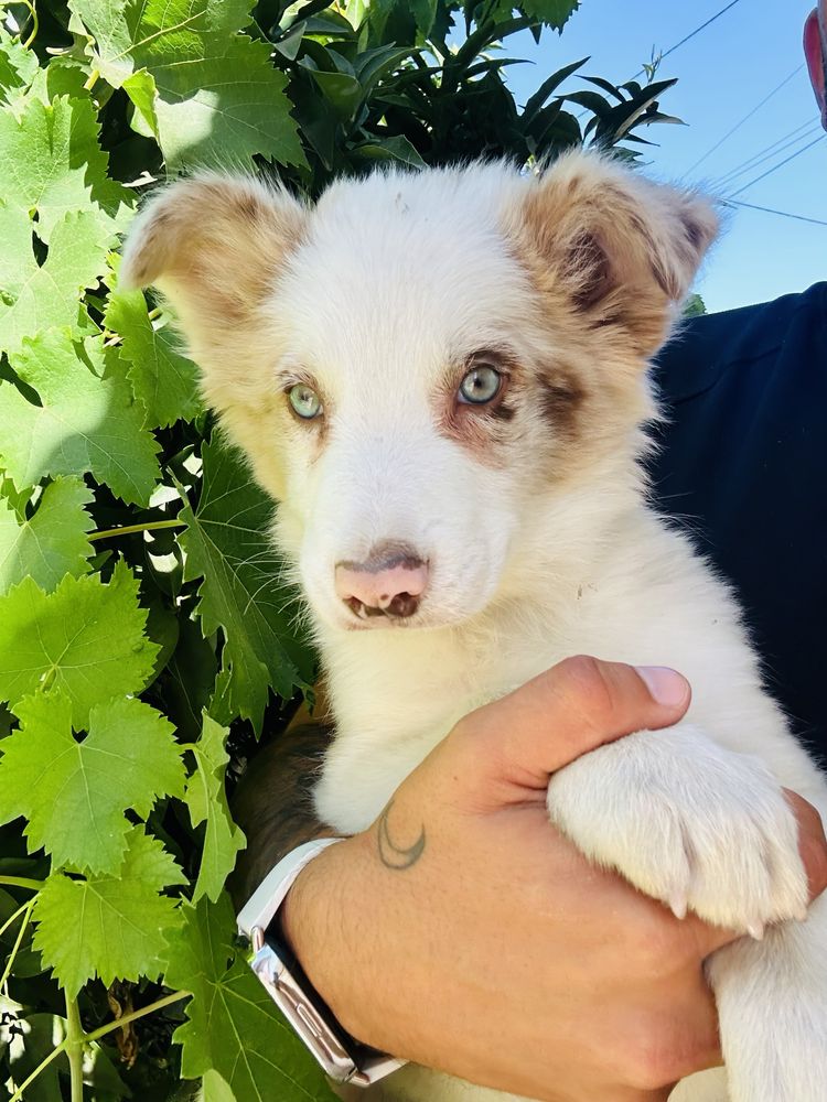 Menino border collie red merle um olho azul outro verde