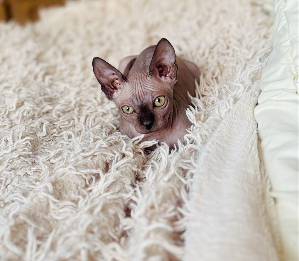 Котенок Канадского сфинкса остался котик