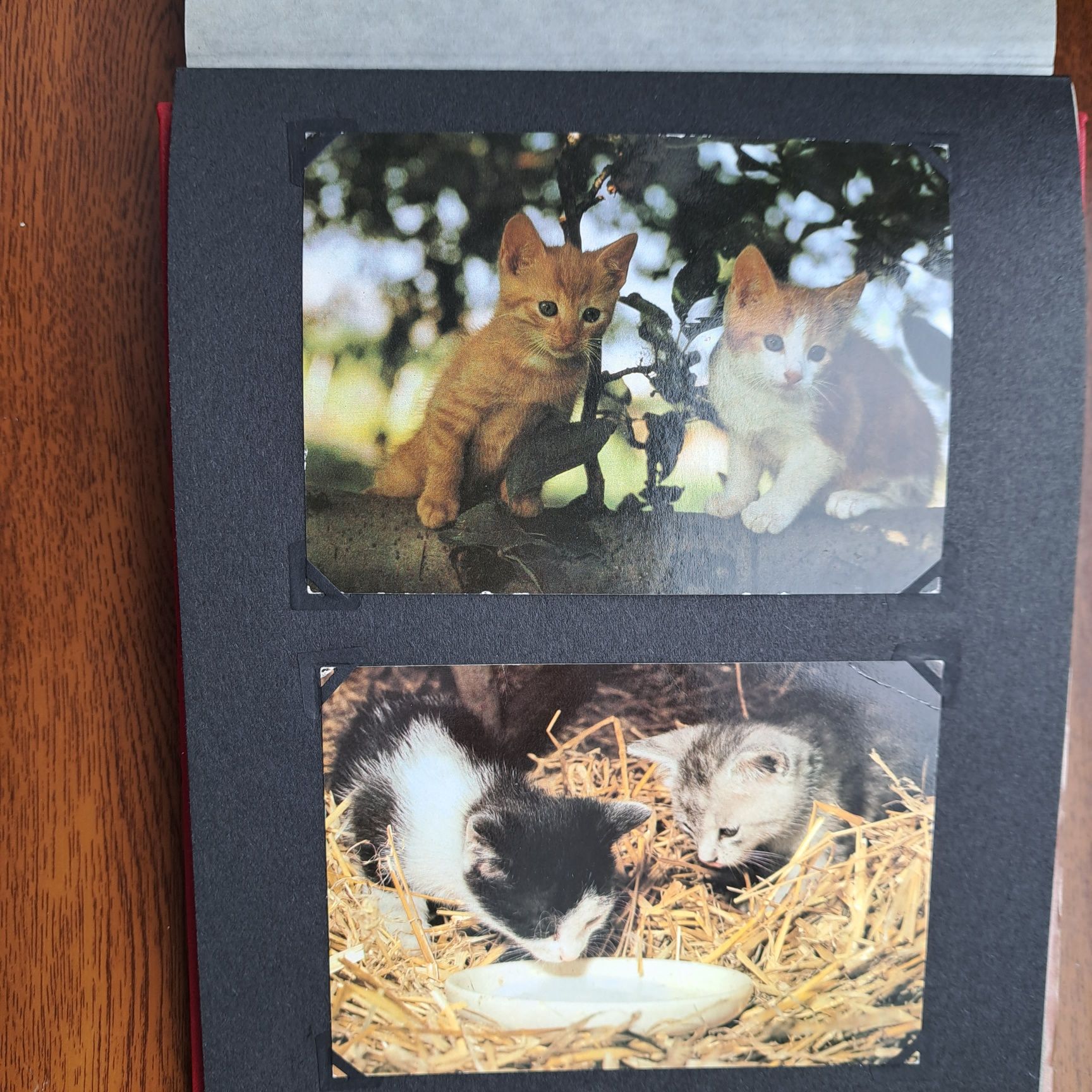 Коллекция открыток Кошки, 43 шт в альбоме