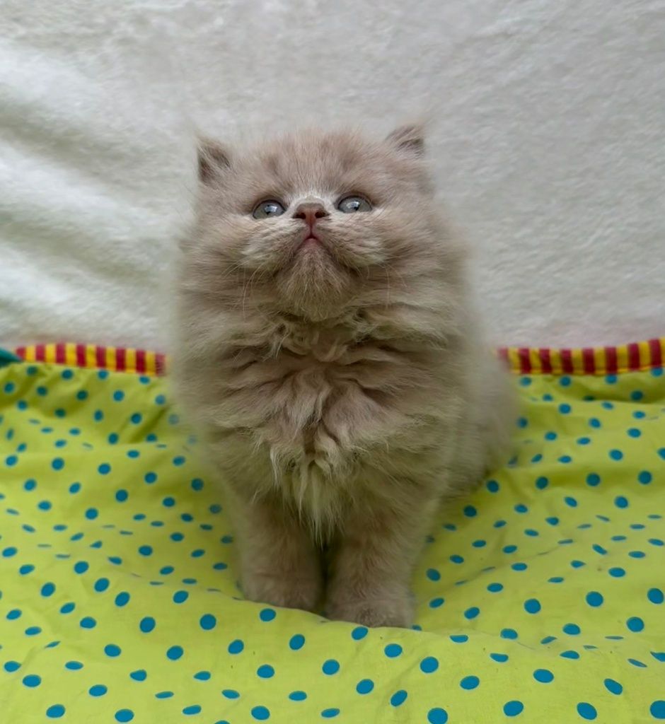 Gatinho british longhair