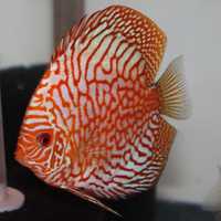 Discus Pigeon Red 7-8cm - Grade A