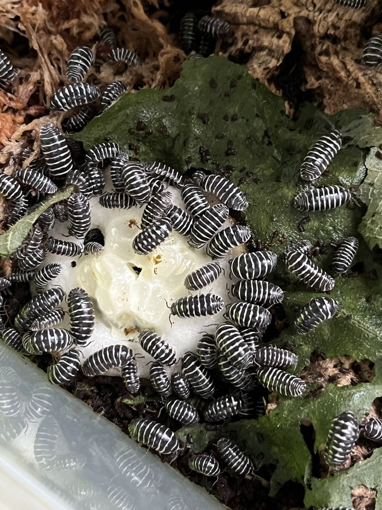Isopody (Armadillidium maculatum) 10 sztuk