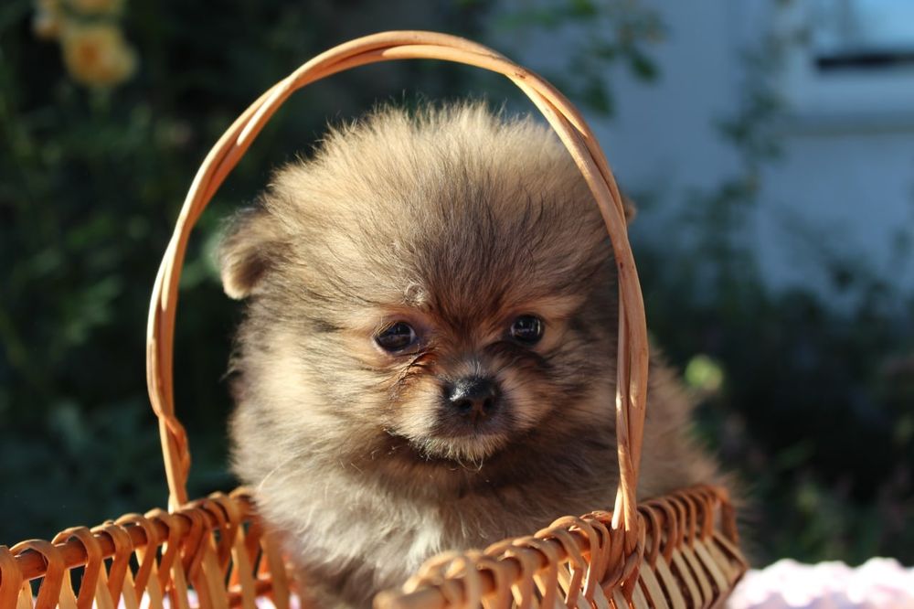 Милі міні дівчатка