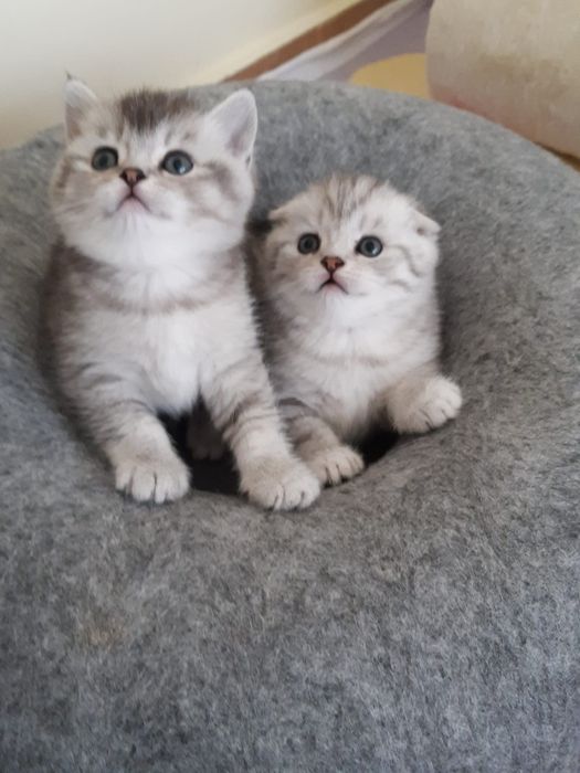 British Shorthair  silver