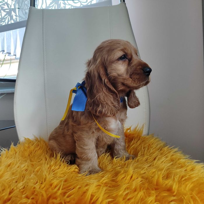 Cocker spaniel angielski