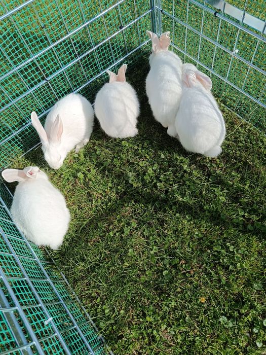 Króliki termondzkie