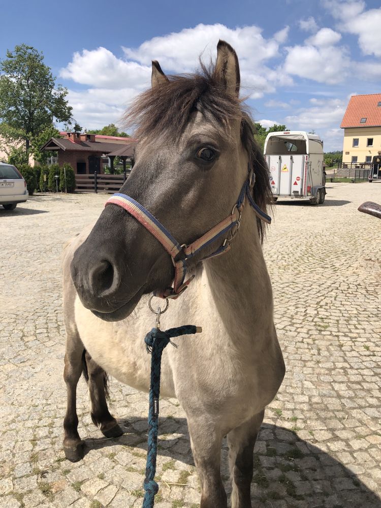 Konik polski programowy