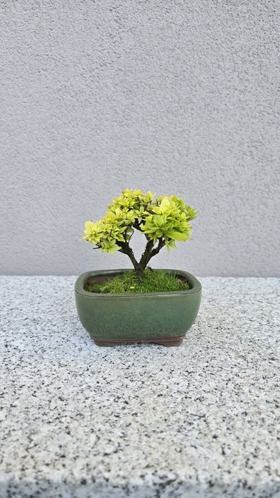 Pré bonsai Azálea