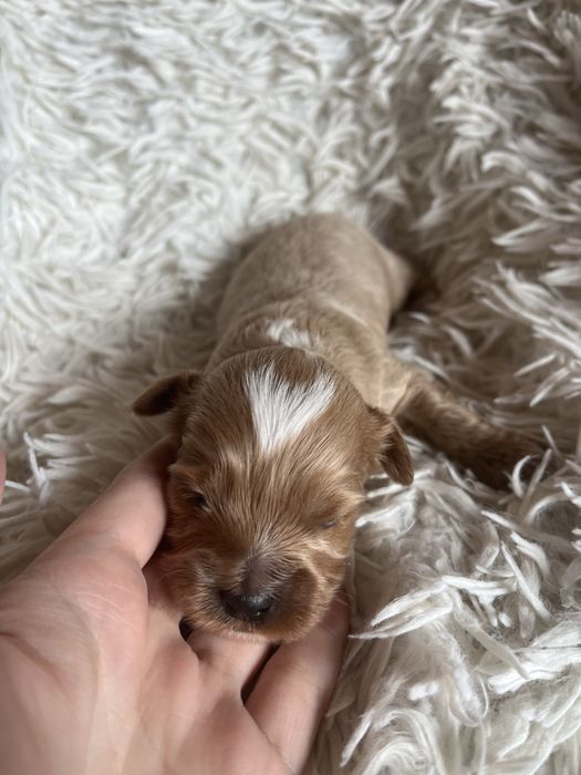 Wyjątkowy piesek cockapoo f1b mama cockapoo tata pudel toy red unikat