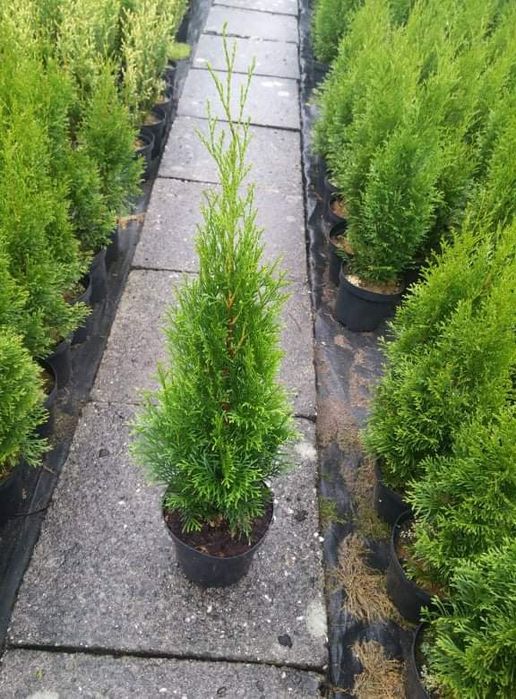 Sprzedam Tuja Thuja Szmaragd wys. 70cm