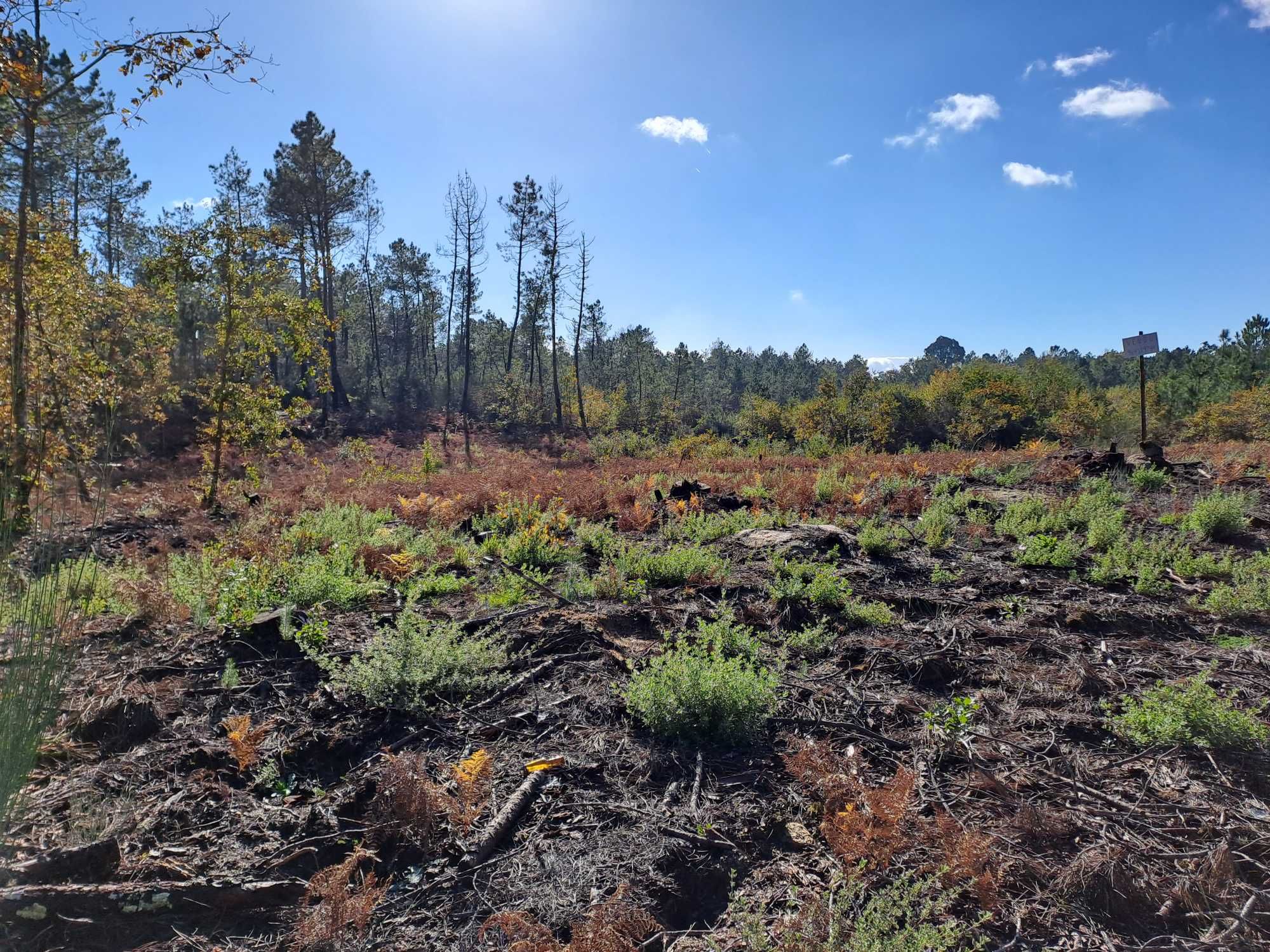 Vende terreno de pinhal em Decermilo, Sátão, Viseu