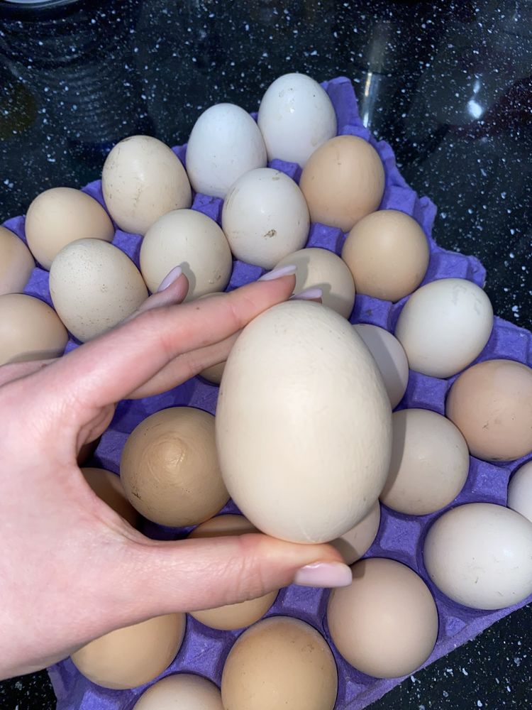 Яйця домашні курячі